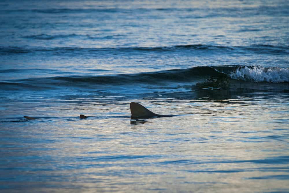 Are There Sharks in The Gulf of Mexico: Your Guide To Gulf Sharks