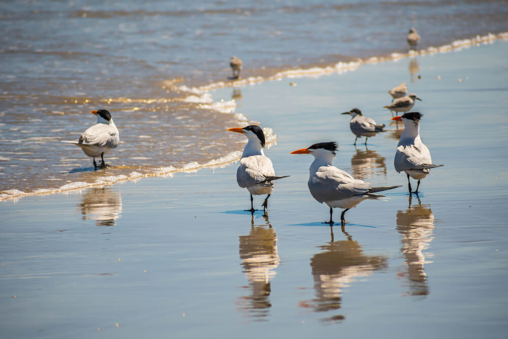 birdwatching in north padre island tx