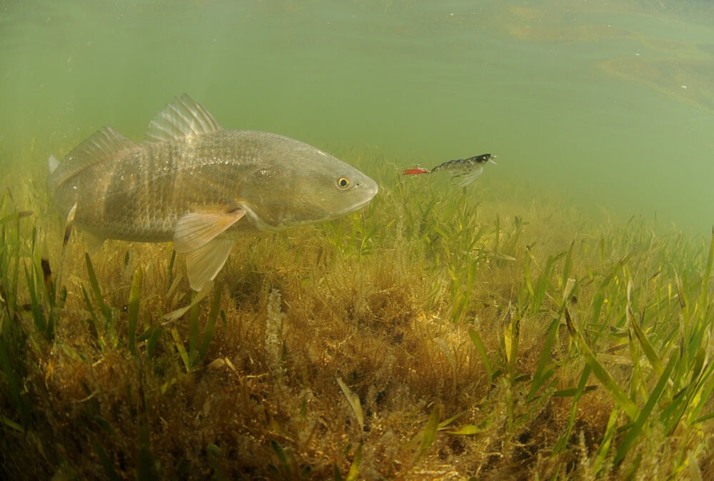 Redfish Season in Texas: Best Times for Fishing