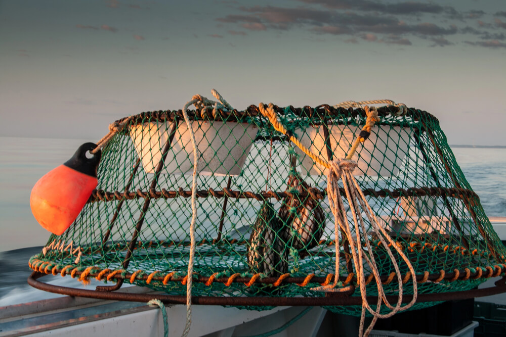 Guide To Crabbing In Corpus Christi